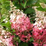 Hydrangea paniculata 'Early Sensation'® - Rózsaszín