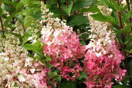 Hydrangea paniculata 'Early Sensation'® - Rózsaszín