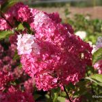 Hydrangea paniculata 'Fraise Melba'®  -