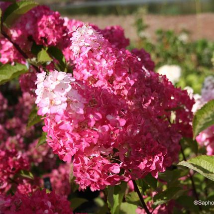 Hydrangea paniculata 'Fraise Melba'®  -