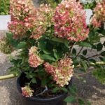 Hydrangea paniculata Graffiti