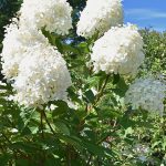 Hydrangea paniculata 'Grandiflora' - Fehér