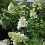 Hydrangea paniculata 'Kyushu' - Kyushu' bugás hortenzia