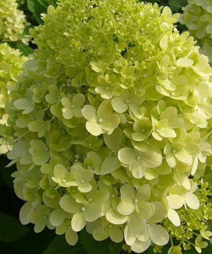 Hydrangea paniculata Limelight 3 literes cserépben