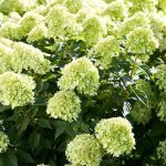 Hydrangea paniculata 'Little Lime'® - Halvány zöld kúpvirágú bugás hortenzia