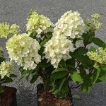 Hydrangea paniculata 'Little Spooky'® -