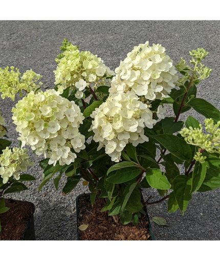Hydrangea paniculata 'Little Spooky'® -