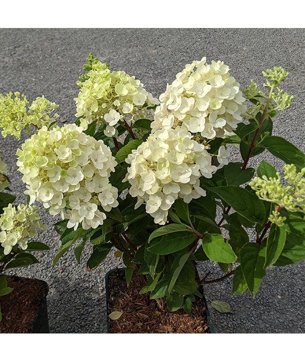 Hydrangea_paniculata_Little_Spooky_-_ Hydrangea paniculata 'Little Spooky'® -