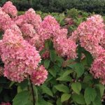 Hydrangea paniculata 'Magical Candle'® - Zöldesfehér