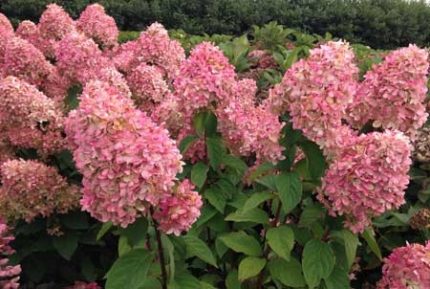 Hydrangea paniculata 'Magical Candle'® - Zöldesfehér