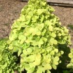 Hydrangea paniculata Mojito