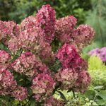 Hydrangea paniculata 'Petit Flori'® - Törpe bugás hortenzia