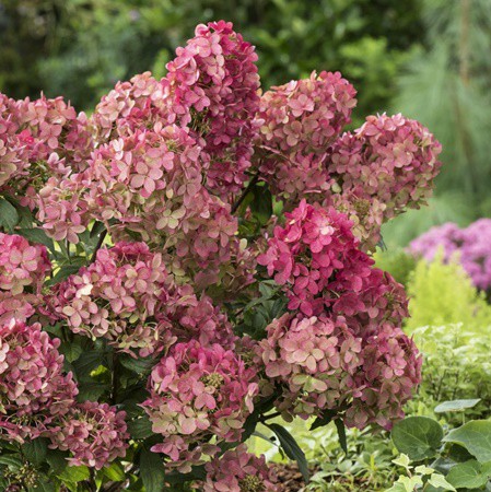 Hydrangea paniculata 'Petit Flori'® - Törpe bugás hortenzia