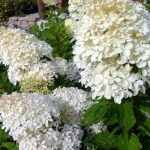 Hydrangea paniculata Phantom 2 literes cserépben