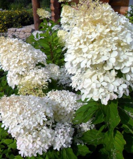 Hydrangea paniculata Phantom 2 literes cserépben
