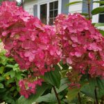 Hydrangea paniculata 'Pink Diamond' - Rózsaszín