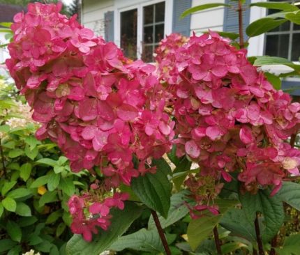 Hydrangea paniculata 'Pink Diamond' - Rózsaszín