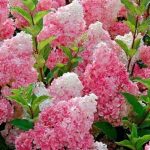 Hydrangea paniculata 'Pink Lady' -