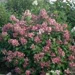 Hydrangea paniculata 'Pink Queen' -