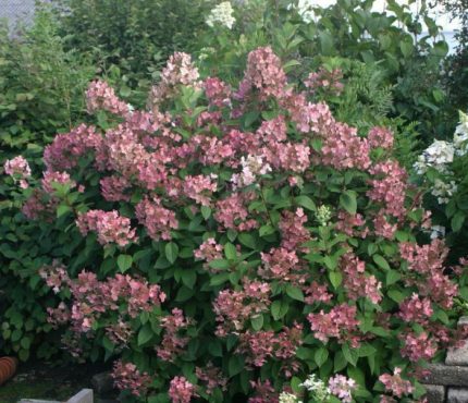 Hydrangea paniculata 'Pink Queen' -