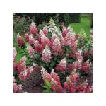 Hydrangea paniculata 'Pinky Winky'® - Rózsaszín
