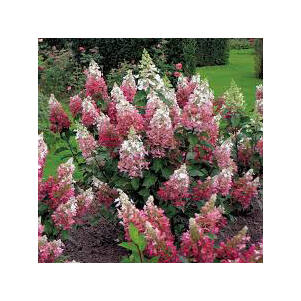 Hydrangea_paniculata_Pinky_Winky_-_Rozsaszin_kupviragu_bugas_hortenzia Hydrangea paniculata 'Pinky Winky'® - Rózsaszín