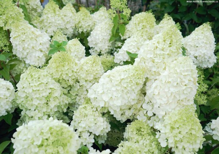 Hydrangea_paniculata_Polar_Bear_-_Feher_oriasviragu_bugas_hortenzia Hydrangea paniculata 'Polar Bear'® - Fehér