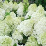 Hydrangea paniculata 'Polar Bear'® - Fehér