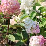 Hydrangea paniculata 'Polestar'® - Fehér-rózsaszín kúpvirágú bugás hortenzia-talajtakaró