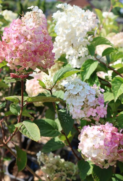 Hydrangea paniculata 'Polestar'® - Fehér-rózsaszín kúpvirágú bugás hortenzia-talajtakaró