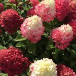 Hydrangea paniculata 'Redlight'® -