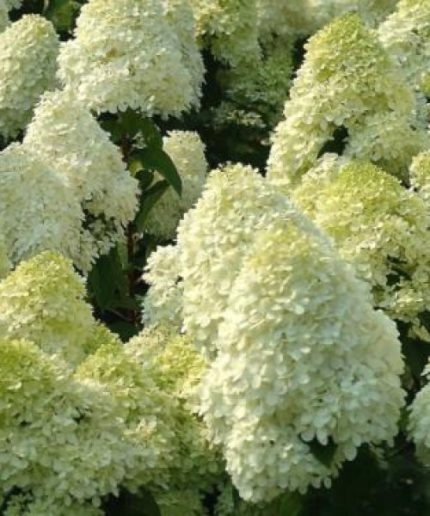 Hydrangea paniculata Silver Dollar