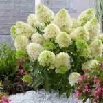 Hydrangea paniculata Skyfall