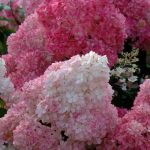 Hydrangea paniculata Sundae Fraise