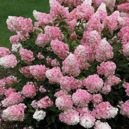 Hydrangea paniculata 'Sundea Fraise'® - Rózsaszín