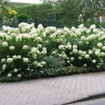 Hydrangea paniculata 'Unique' - Fehér