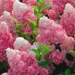 Hydrangea paniculata Vanille Fraise