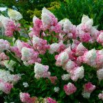 Hydrangea paniculata 'Vanille Fraise'® - Krémfehér