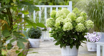 Hydrangea paniculata 'Whitelight'® -