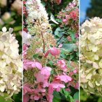 Hydrangea paniculata 'XS Light'® -