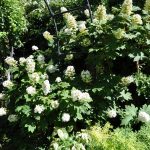 Hydrangea quercifolia 'Alice' -