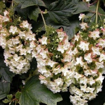 Hydrangea quercifolia 'Black Porch' -