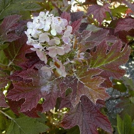 Hydrangea quercifolia 'Burgundy' -