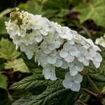 Hydrangea quercifolia 'Harmony' -