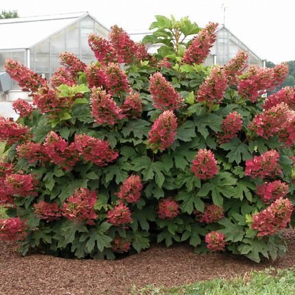 Hydrangea quercifolia 'Ruby Slippers'® -