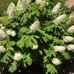 Hydrangea quercifolia 'Snow Giant' - Tölgylevelű