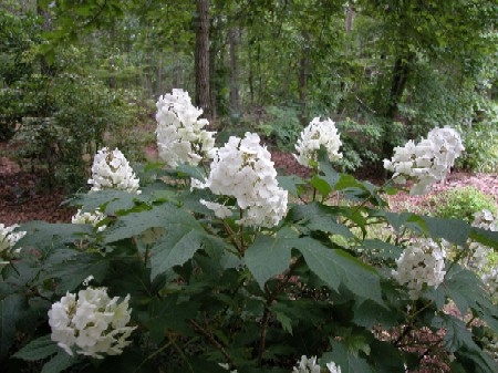 Hydrangea_quercifolia_Snow_Queen_-_Tolgy_levelu_feher_viragu_hortenzia Hydrangea quercifolia 'Snow Queen'® - Tölgy levelű