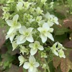 Hydrangea quercifolia 'Snowflake' -