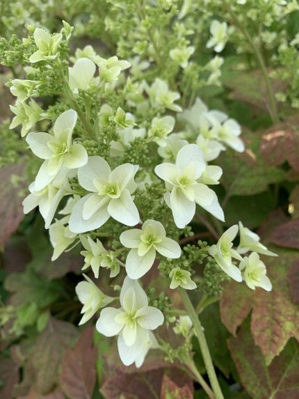 Hydrangea quercifolia 'Snowflake' -