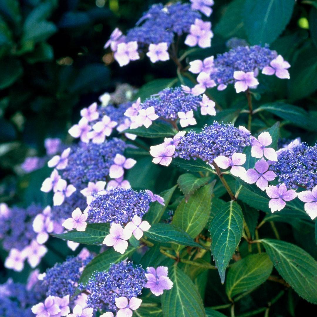 Hydrangea_serrata_Blue_Bird_-_Kekviragu_erdeslevelu_hortenzia Hydrangea serrata 'Blue Bird' - Kékvirágú